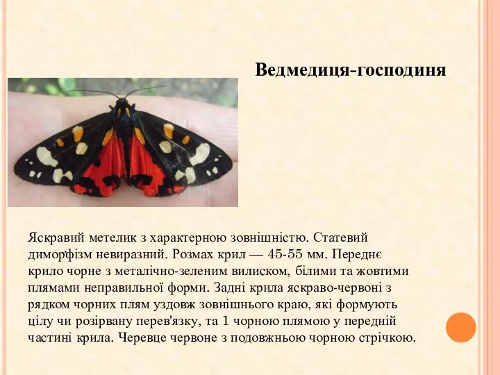 Ведмедиця-господиня . Яскравий метелик з характерною зовнішністю. Статевий диморфізм невиразний. Розмах