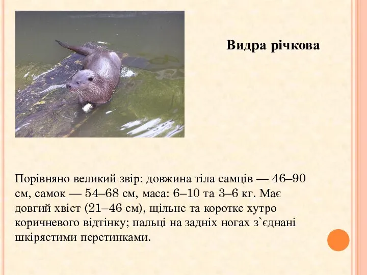 Видра річкова Порівняно великий звір: довжина тіла самців — 46–90 см,