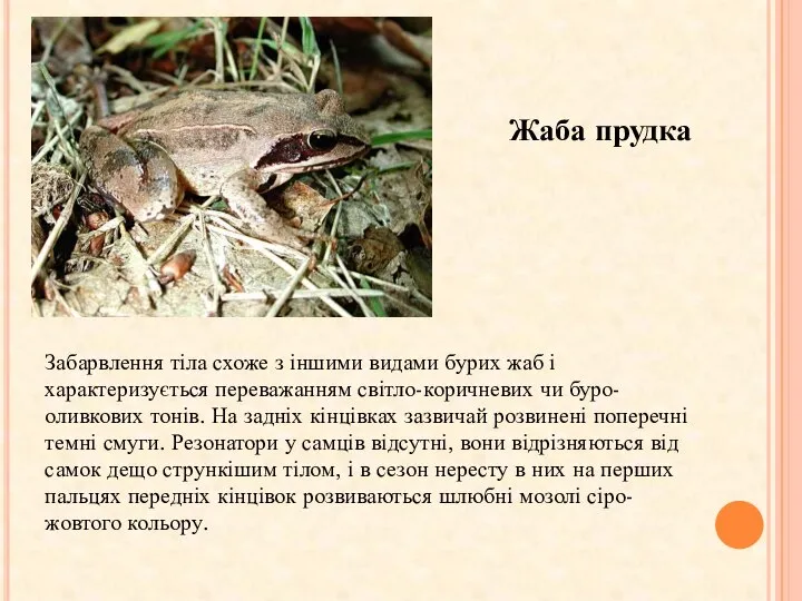 Жаба прудка Забарвлення тіла схоже з іншими видами бурих жаб і