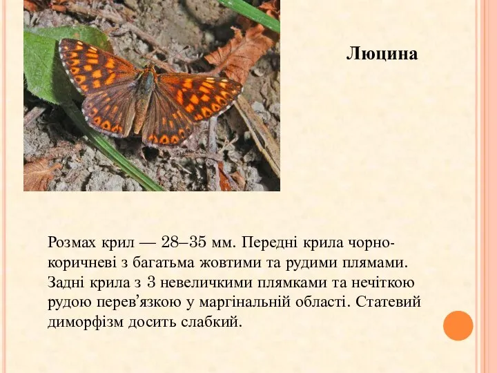 Люцина Розмах крил — 28–35 мм. Передні крила чорно-коричневі з багатьма