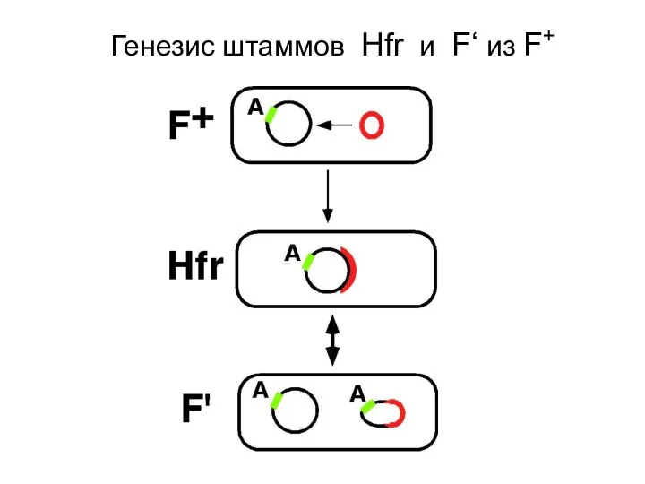 Генезис штаммов Hfr и F‘ из F+