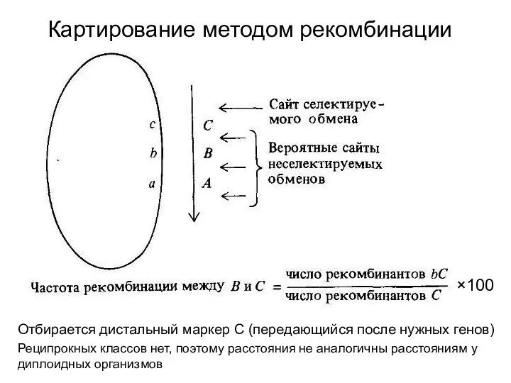 Картирование методом рекомбинации Отбирается дистальный маркер С (передающийся после нужных генов)