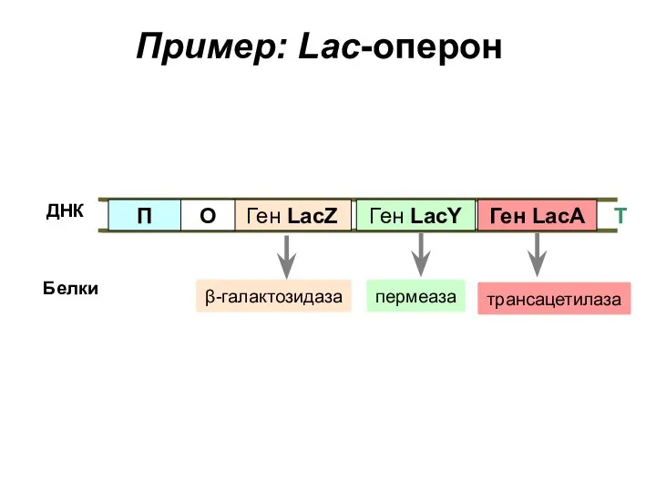 ДНК Т Ген LacZ Пример: Lac-оперон О П Ген LacY Ген LacA β-галактозидаза пермеаза трансацетилаза Белки