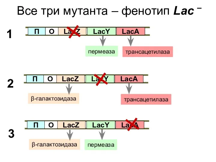 Все три мутанта – фенотип Lac – LacZ О П LacY