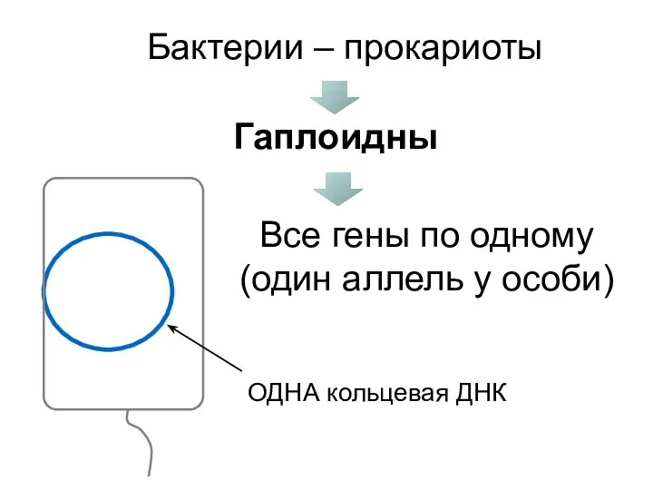 Бактерии – прокариоты Гаплоидны ОДНА кольцевая ДНК Все гены по одному (один аллель у особи)