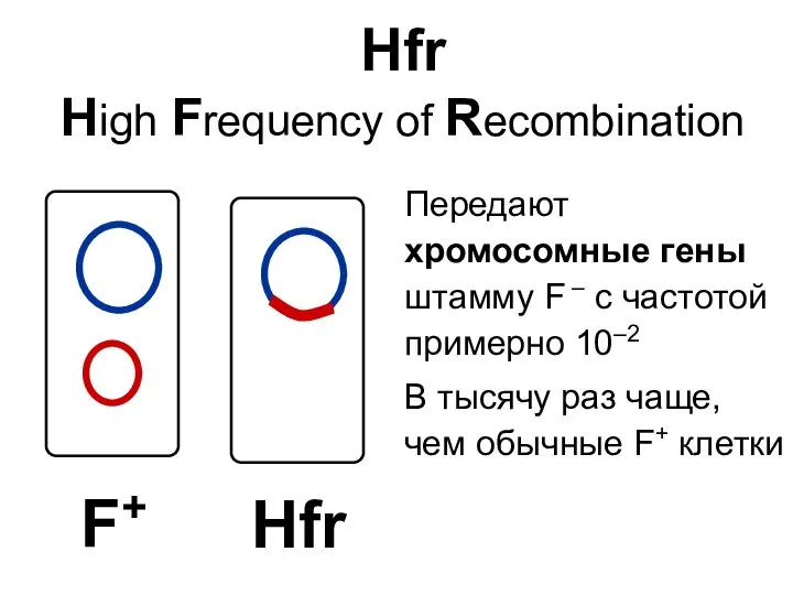 Hfr High Frequency of Recombination Передают хромосомные гены штамму F –