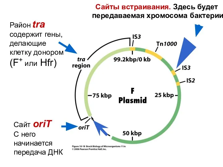 Сайт oriT С него начинается передача ДНК Район tra содержит гены,