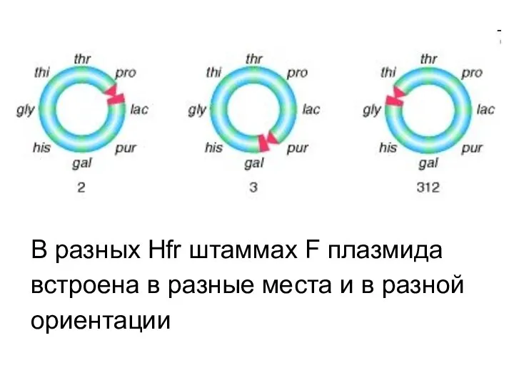 В разных Hfr штаммах F плазмида встроена в разные места и в разной ориентации