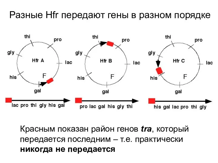Разные Hfr передают гены в разном порядке Красным показан район генов
