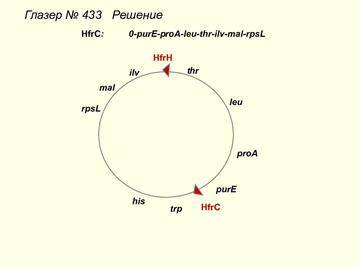 Глазер № 433 Решение thr leu proA purE trp his HfrH