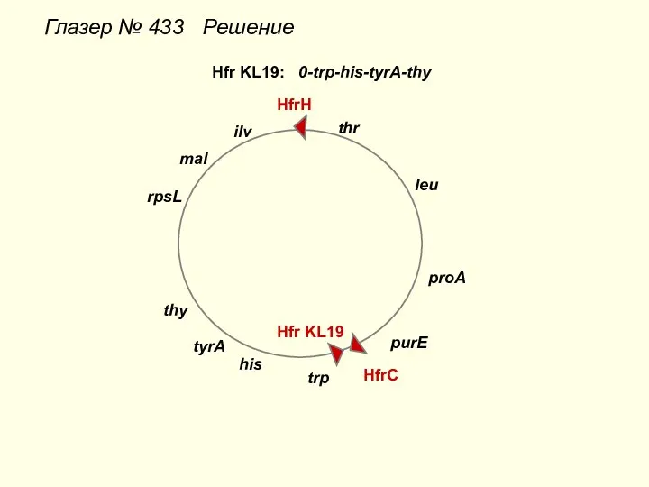 Глазер № 433 Решение thr leu proA purE trp his HfrH