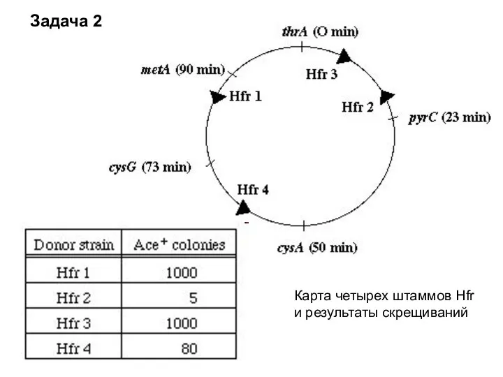 Карта четырех штаммов Hfr и результаты скрещиваний Задача 2