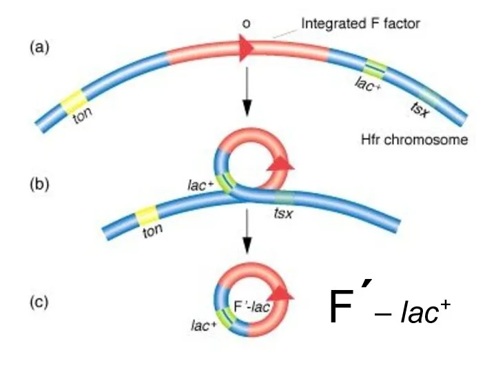 F´– lac+