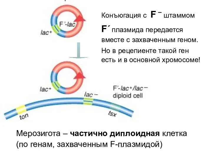 Мерозигота – частично диплоидная клетка (по генам, захваченным F-плазмидой) Конъюгация с