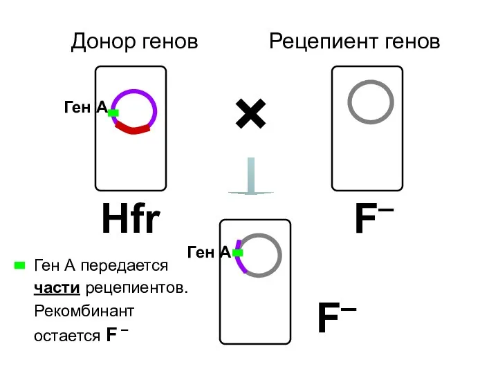 Донор генов Рецепиент генов F– Hfr × F– Ген А передается