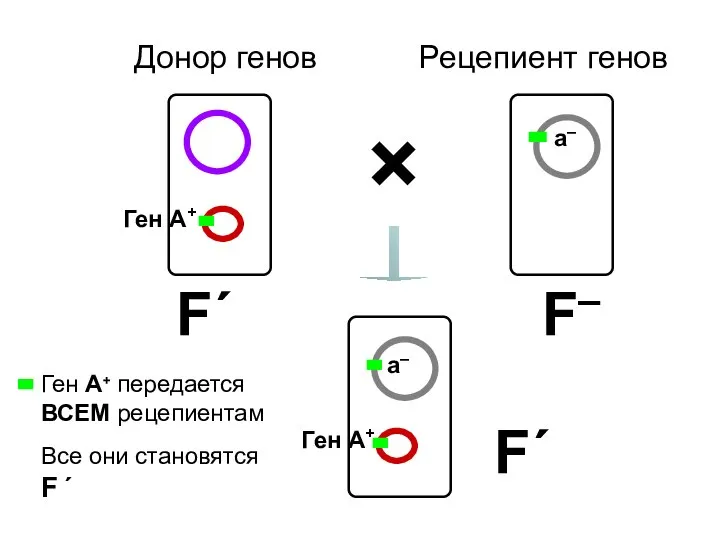 Донор генов Рецепиент генов F– F´ × F´ Ген А+ передается