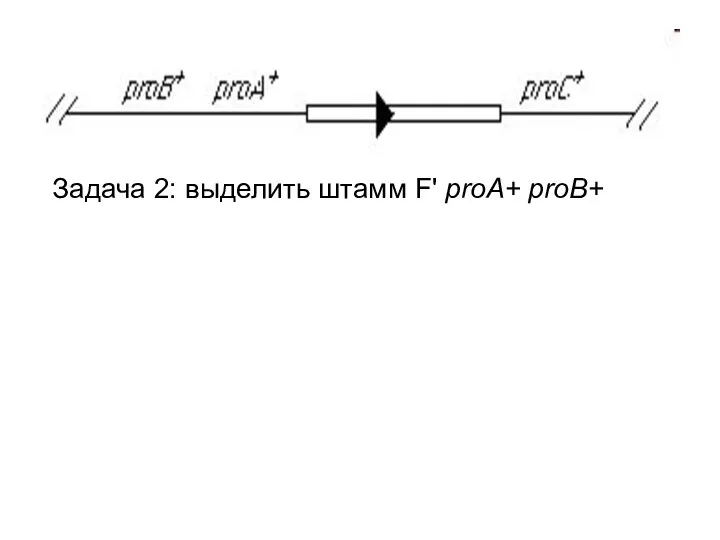 Задача 2: выделить штамм F' proA+ proB+