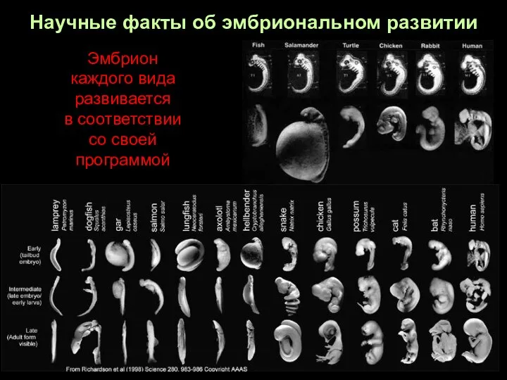 Научные факты об эмбриональном развитии Эмбрион каждого вида развивается в соответствии со своей программой