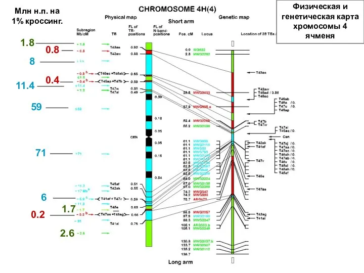 Физическая и генетическая карта хромосомы 4 ячменя Млн н.п. на 1%