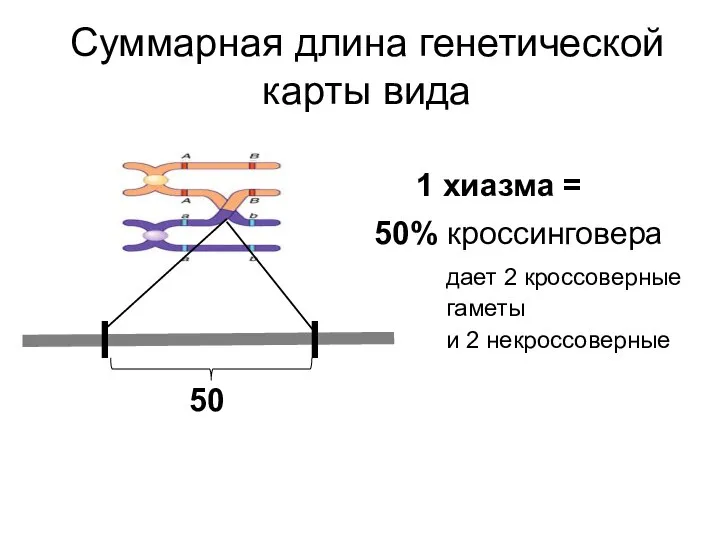 Суммарная длина генетической карты вида 1 хиазма = 50% кроссинговера 50