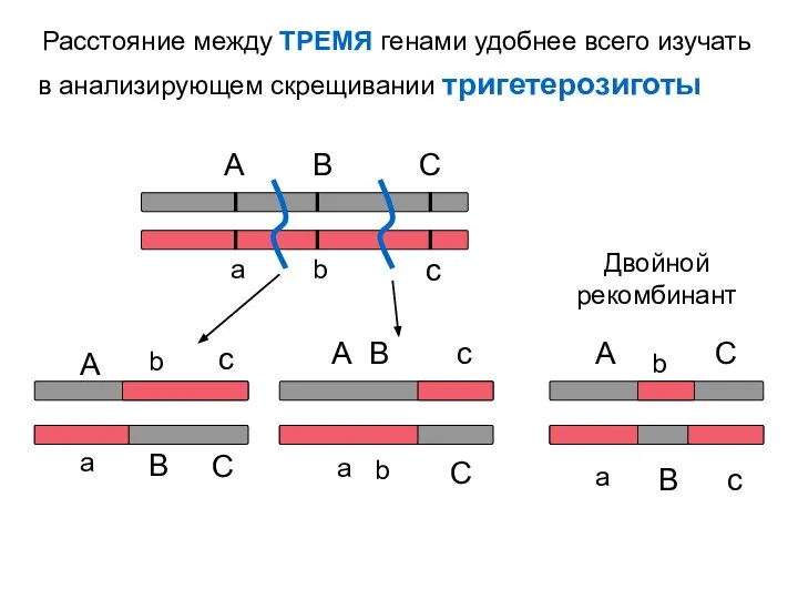 Расстояние между ТРЕМЯ генами удобнее всего изучать в анализирующем скрещивании тригетерозиготы