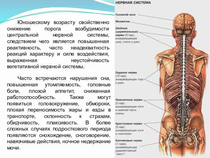 Юношескому возрасту свойственно снижение порога возбудимости центральной нервной системы, следствием чего