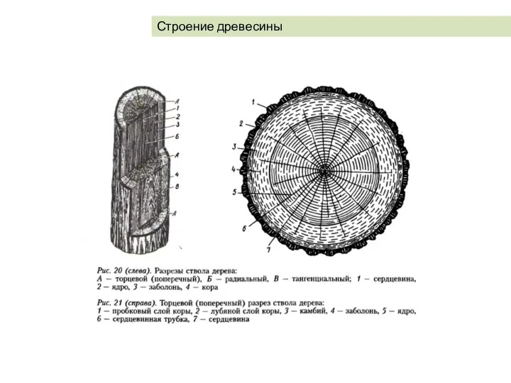 Строение древесины