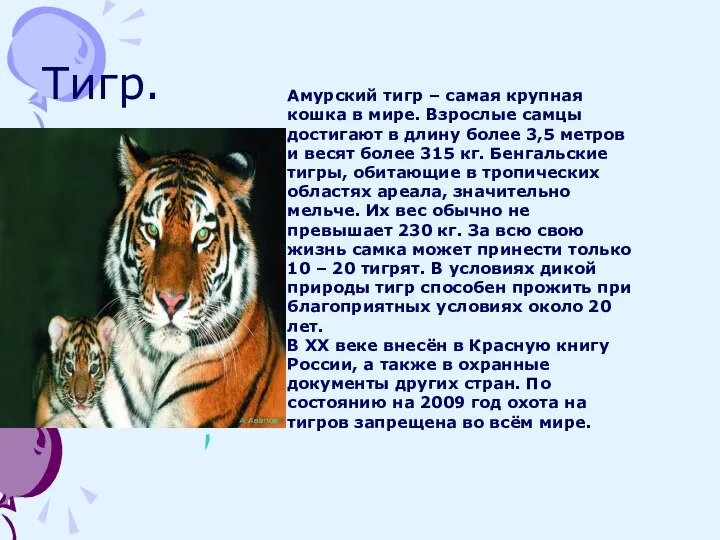 Тигр. Амурский тигр – самая крупная кошка в мире. Взрослые самцы