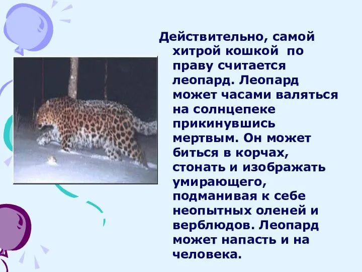 Действительно, самой хитрой кошкой по праву считается леопард. Леопард может часами