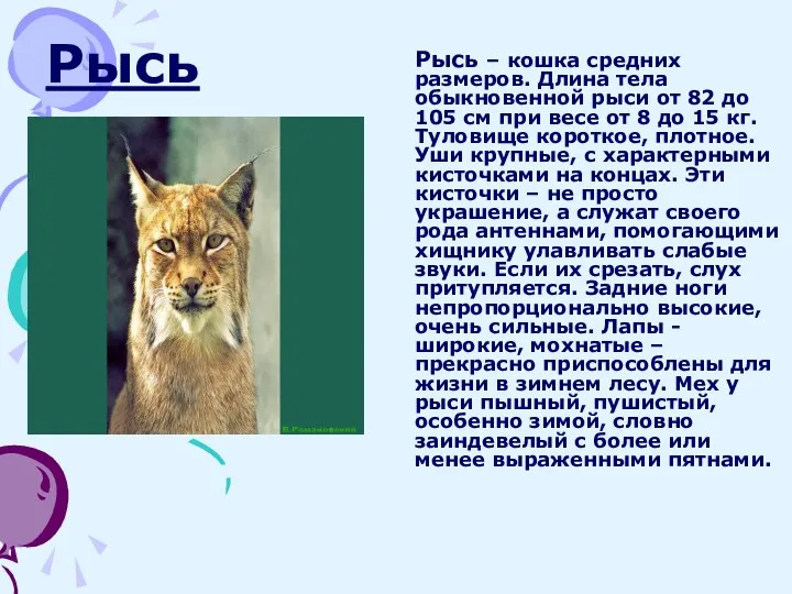 Рысь Рысь – кошка средних размеров. Длина тела обыкновенной рыси от