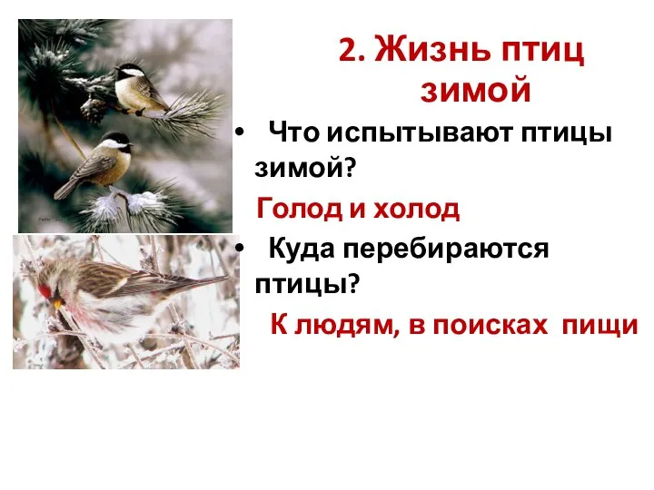 Что испытывают птицы зимой? Голод и холод Куда перебираются птицы? К