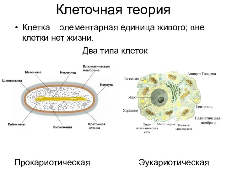 Клеточная теория Клетка – элементарная единица живого; вне клетки нет жизни. Два типа клеток Прокариотическая Эукариотическая