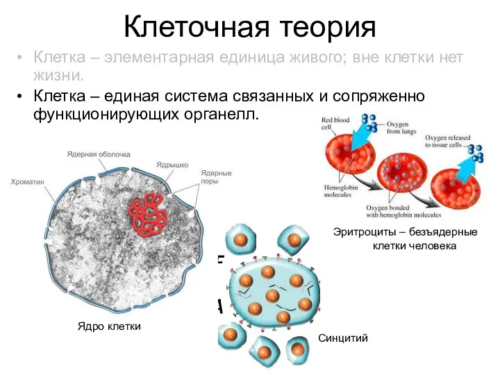 Клеточная теория Клетка – элементарная единица живого; вне клетки нет жизни.