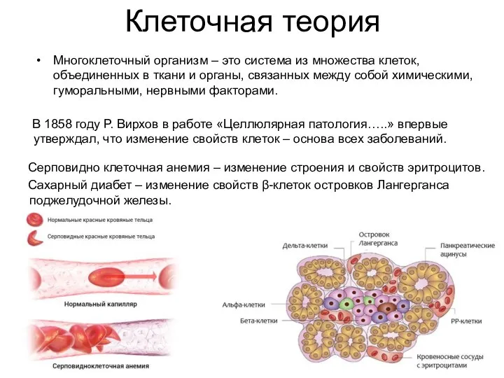Клеточная теория Многоклеточный организм – это система из множества клеток, объединенных