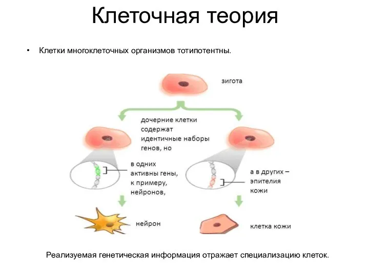 Клеточная теория Клетки многоклеточных организмов тотипотентны. Реализуемая генетическая информация отражает специализацию клеток.