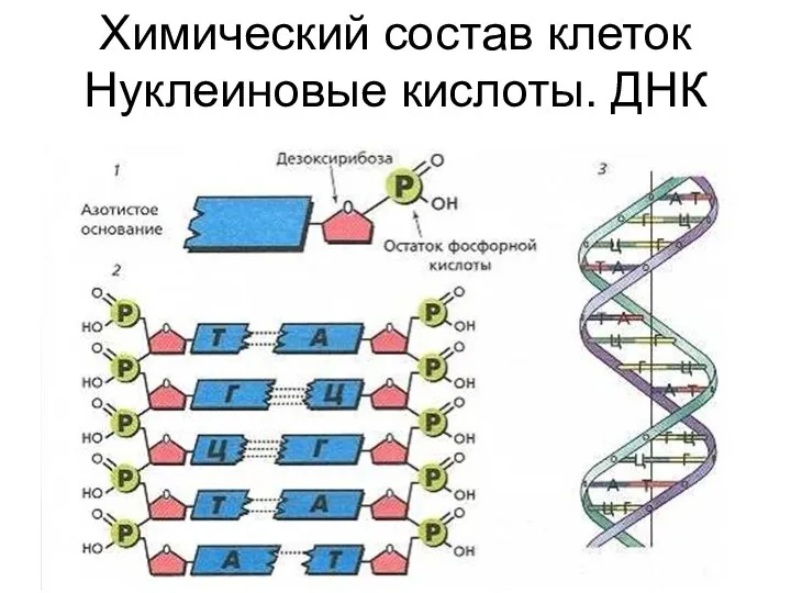 Химический состав клеток Нуклеиновые кислоты. ДНК