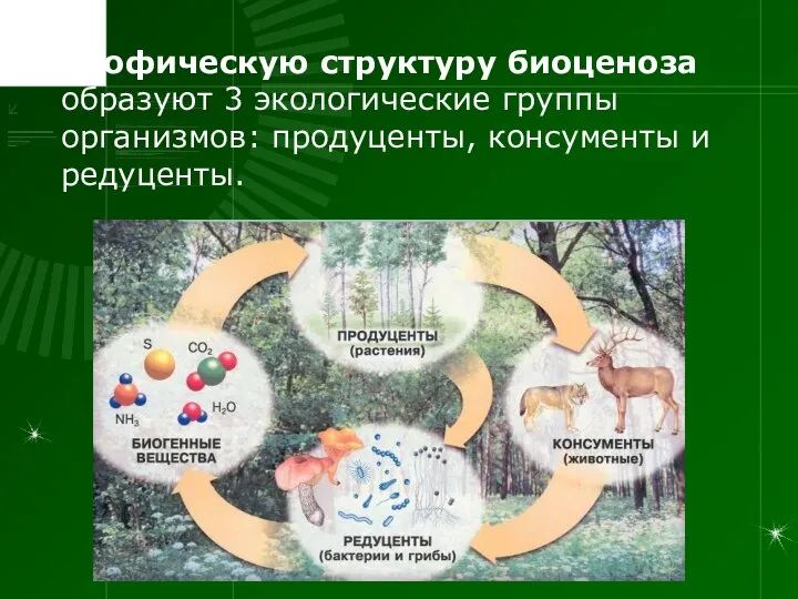 Трофическую структуру биоценоза образуют 3 экологические группы организмов: продуценты, консументы и редуценты.