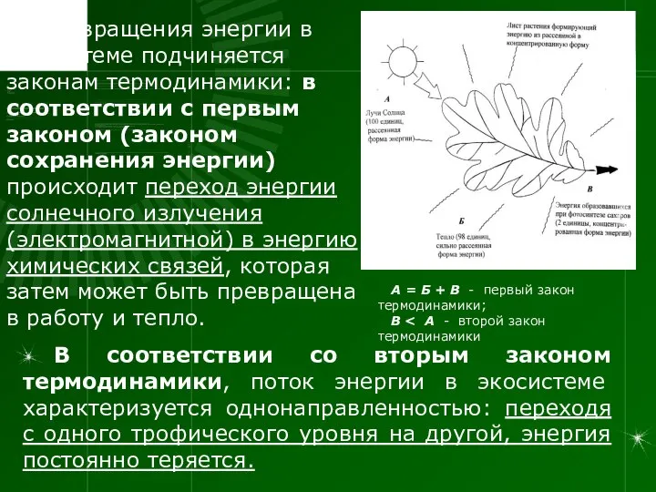 Превращения энергии в экосистеме подчиняется законам термодинамики: в соответствии с первым