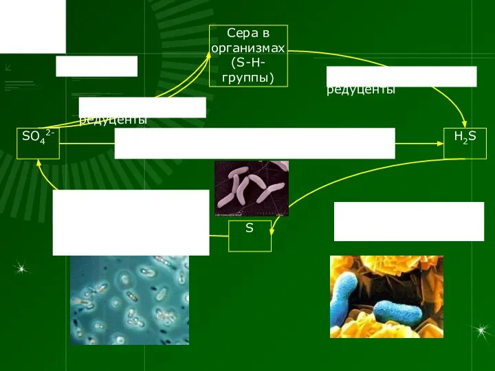 SO42- H2S Сера в организмах (S-H-группы) S Анаэробные сульфатредуцирующие бактерии Desulfovibrio
