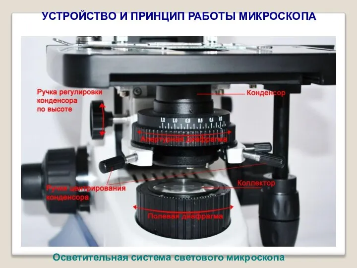 УСТРОЙСТВО И ПРИНЦИП РАБОТЫ МИКРОСКОПА Осветительная система светового микроскопа