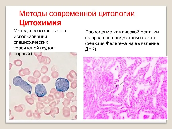 Методы основанные на использовании специфических красителей (судан черный) Проведение химической реакции