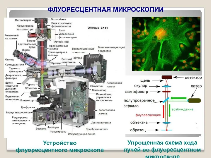 ФЛУОРЕСЦЕНТНАЯ МИКРОСКОПИИ Устройство флуоресцентного микроскопа Упрощенная схема хода лучей во флуоресцентном микроскопе