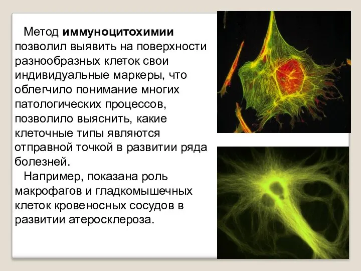 Метод иммуноцитохимии позволил выявить на поверхности разнообразных клеток свои индивидуальные маркеры,