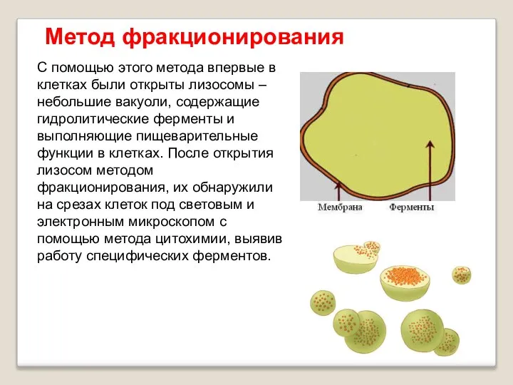 С помощью этого метода впервые в клетках были открыты лизосомы –