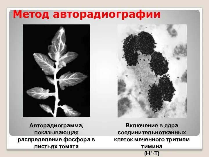 Метод авторадиографии Авторадиограмма, показывающая распределение фосфора в листьях томата Включение в