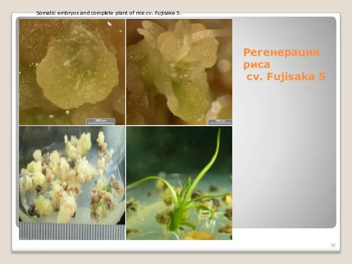 Регенерация риса cv. Fujisaka 5 Somatic embryos and complete plant of rice cv. Fujisaka 5.