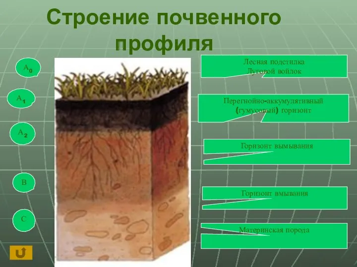 Строение почвенного профиля Лесная подстилка Луговой войлок Перегнойно-аккумулятивный (гумусовый) горизонт Горизонт