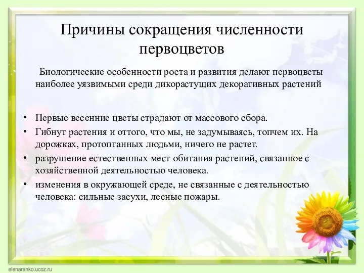 Причины сокращения численности первоцветов Биологические особенности роста и развития делают первоцветы