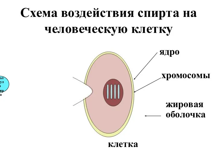 Схема воздействия спирта на человеческую клетку Молекула спирта клетка жировая оболочка хромосомы ядро