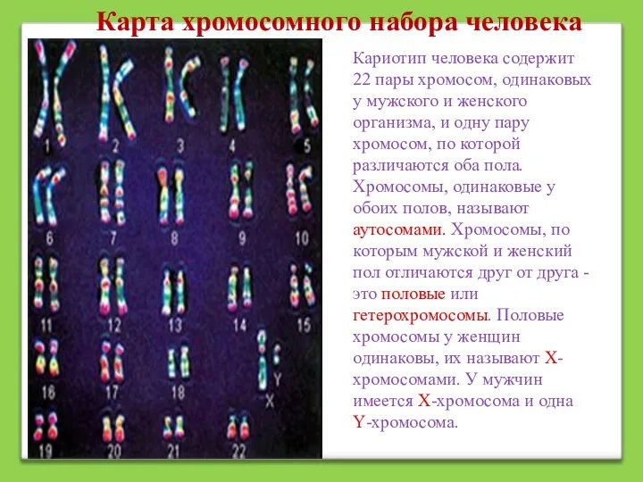 Кариотип человека содержит 22 пары хромосом, одинаковых у мужского и женского